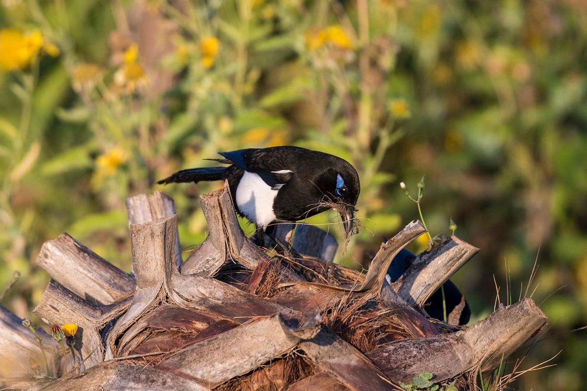 Maghreb Magpie