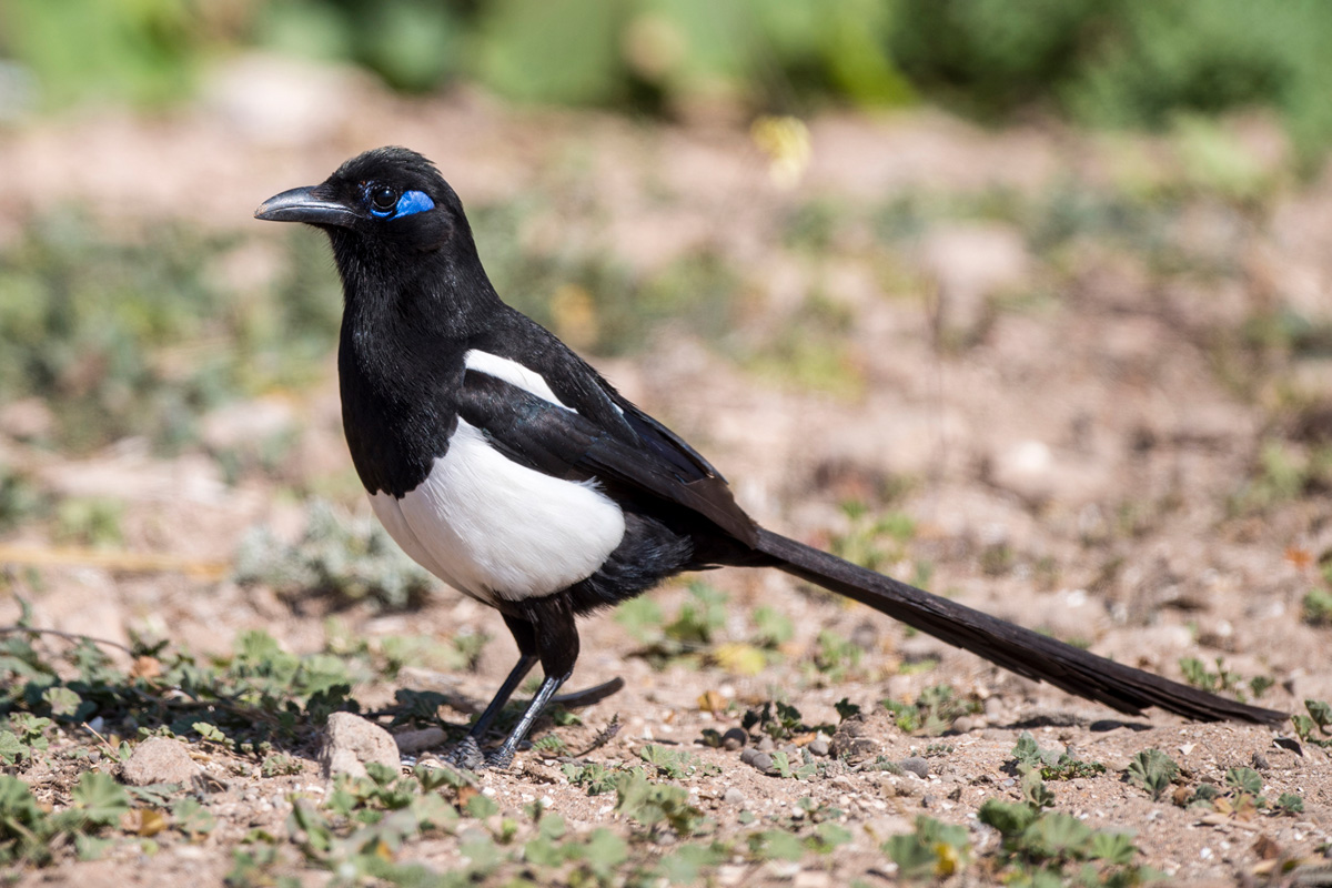 Maghreb Magpie
