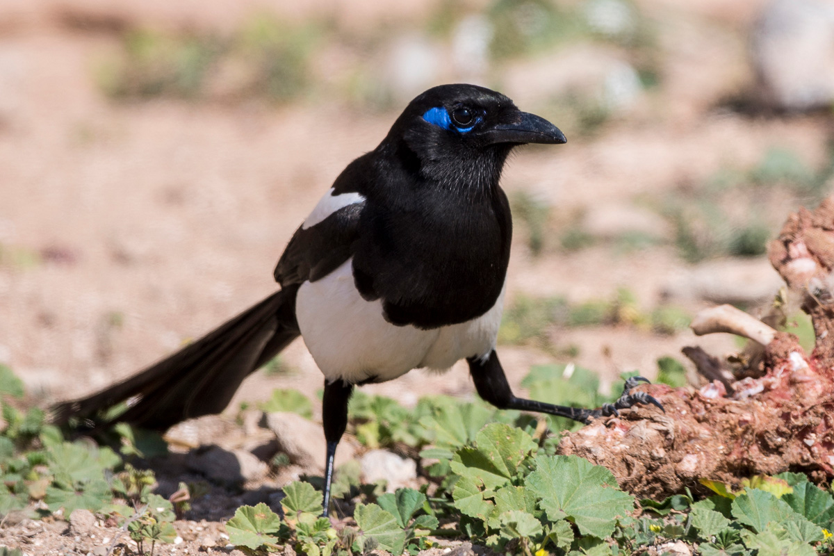 Maghreb Magpie