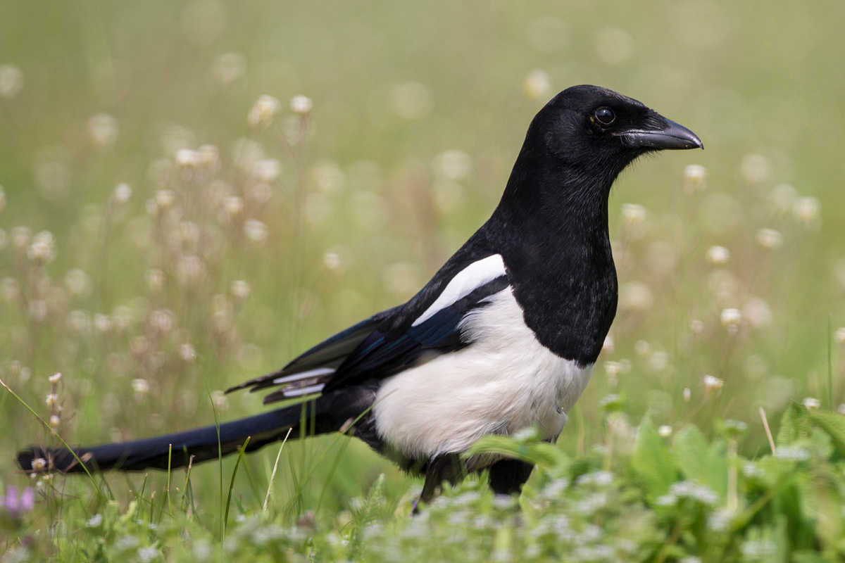 Eurasian Magpie