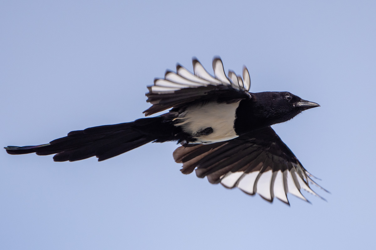 Eurasian Magpie