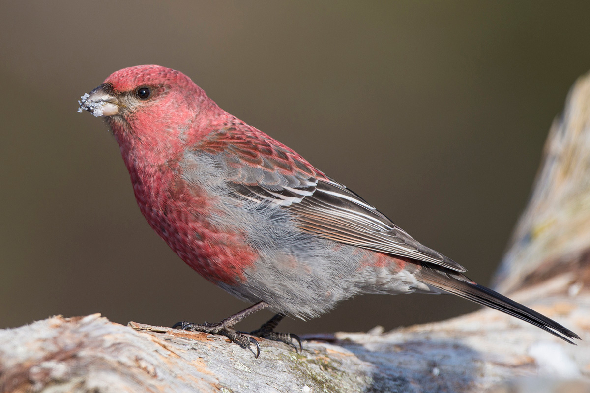 Pine Grosbeak