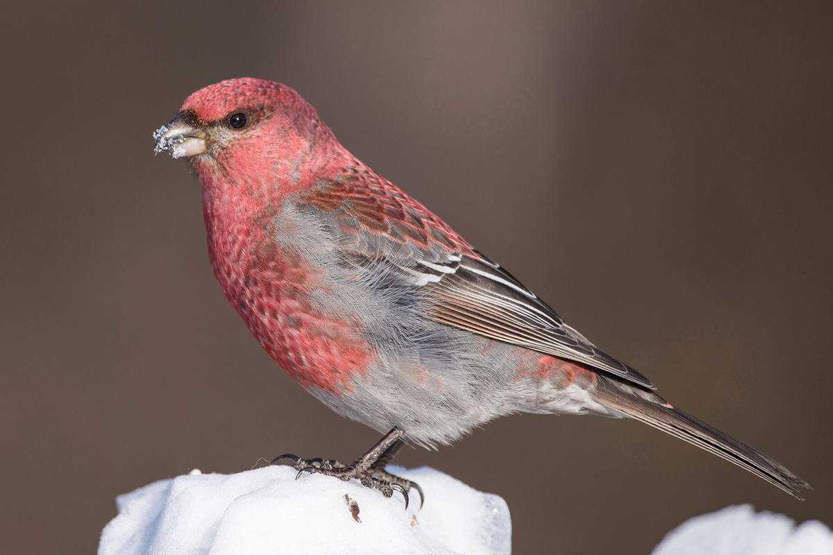 Pine Grosbeak