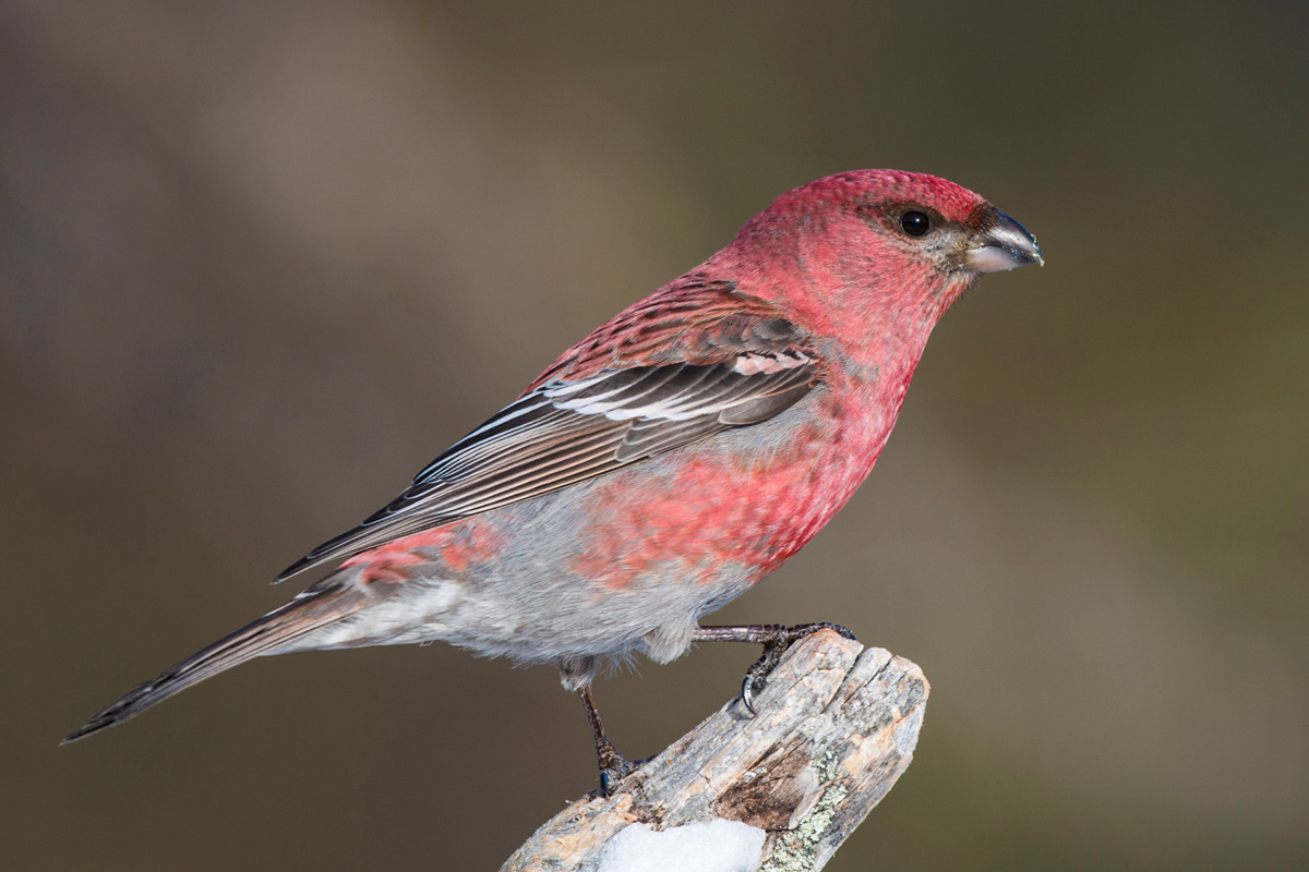 Pine Grosbeak