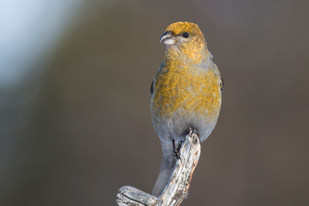 Pine Grosbeak