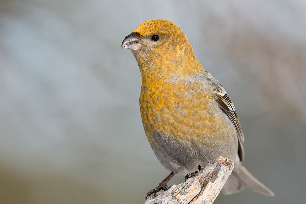 Pine Grosbeak