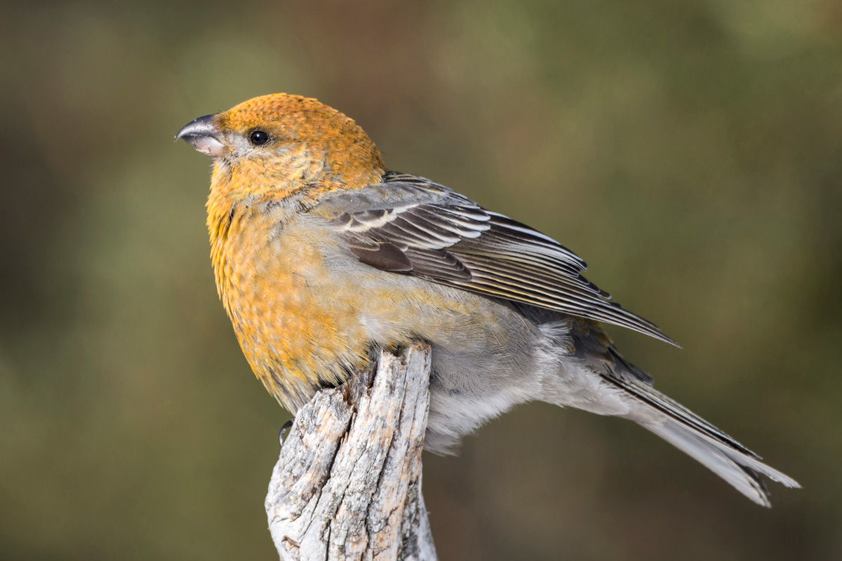 Pine Grosbeak