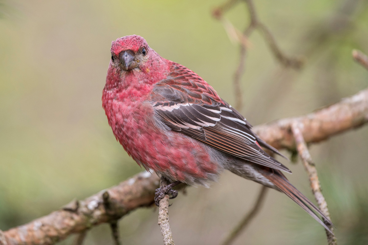 Pine Grosbeak