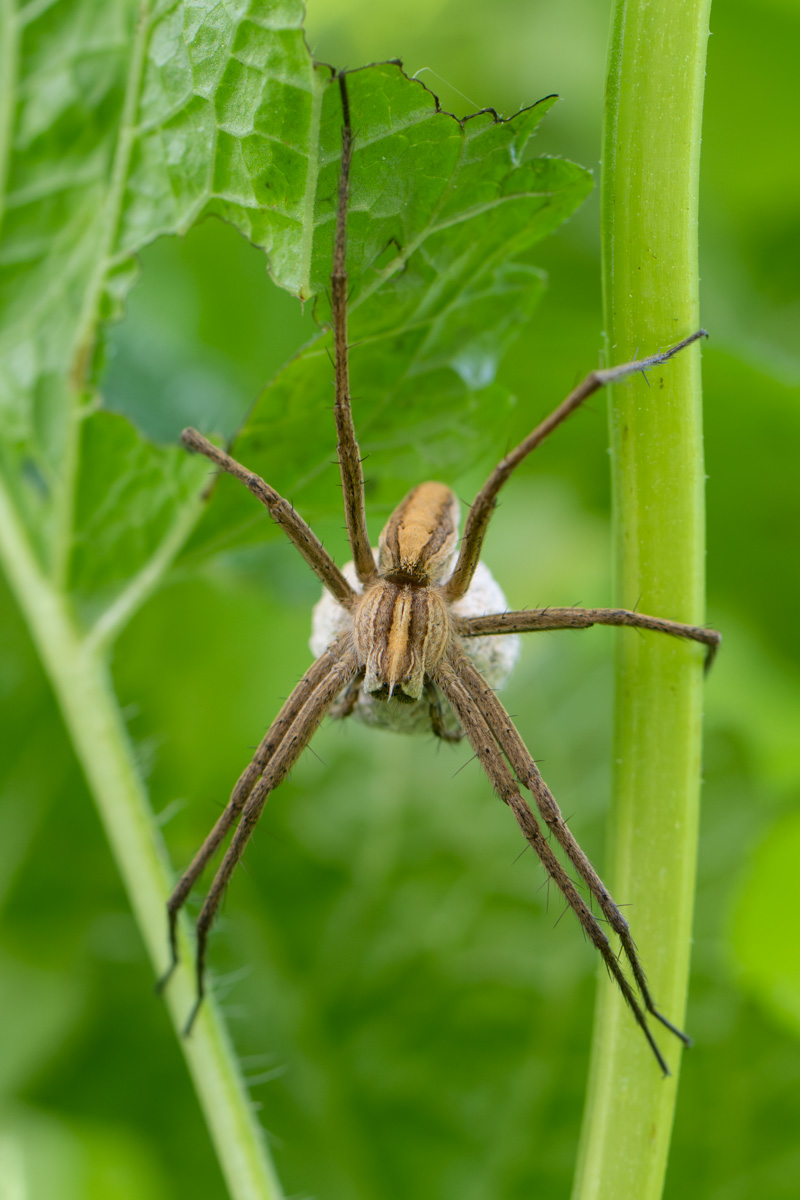 Listspinne 