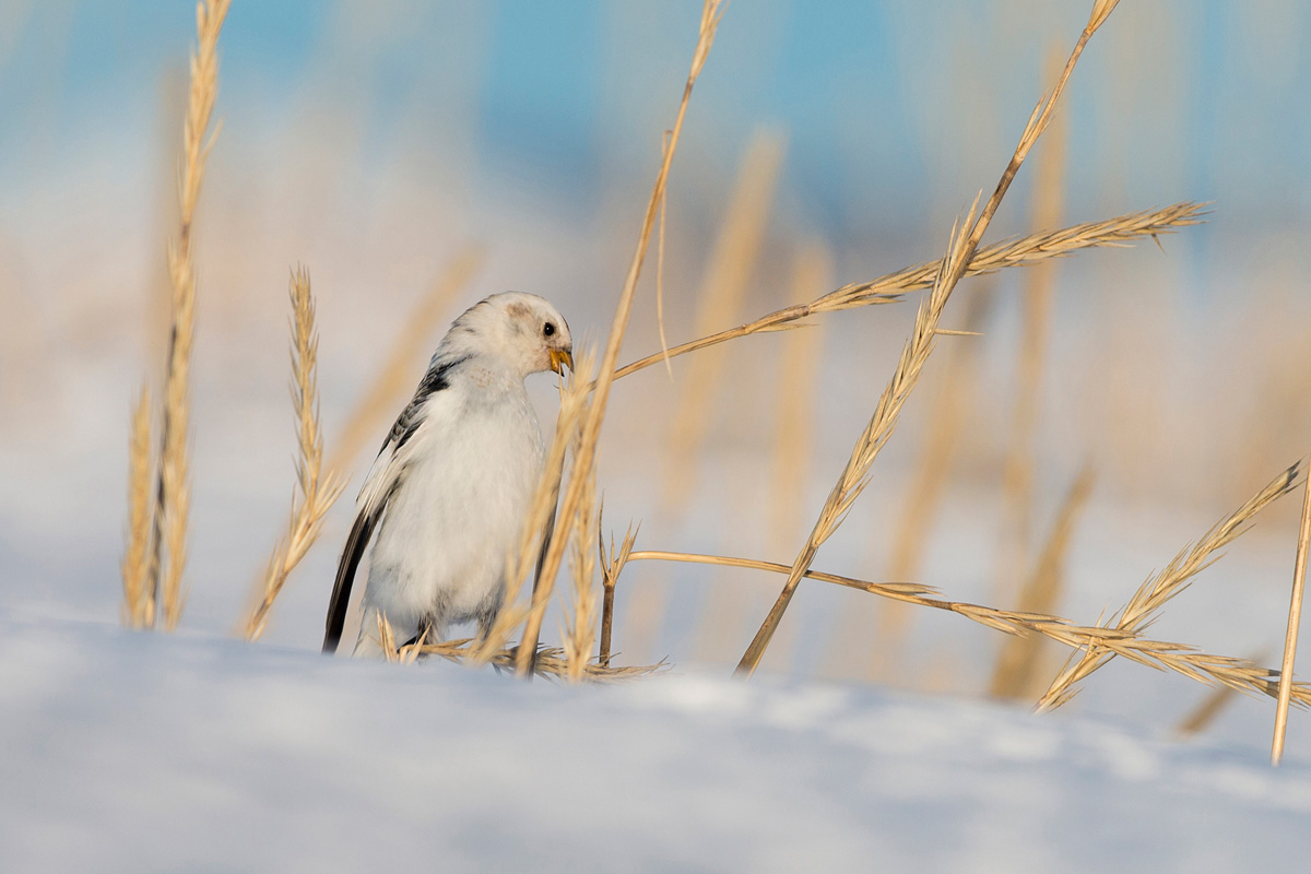 Schneeammer