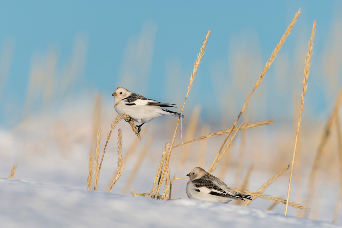 Snow Bunting