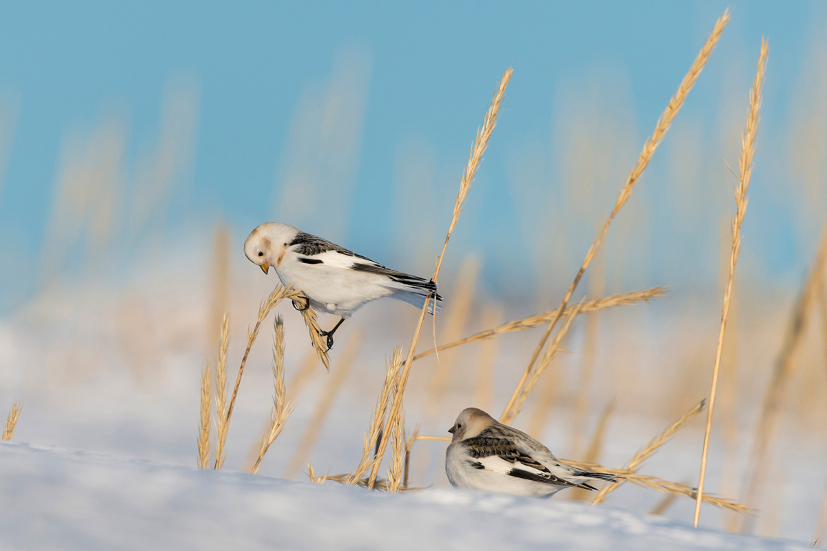 Snow Bunting