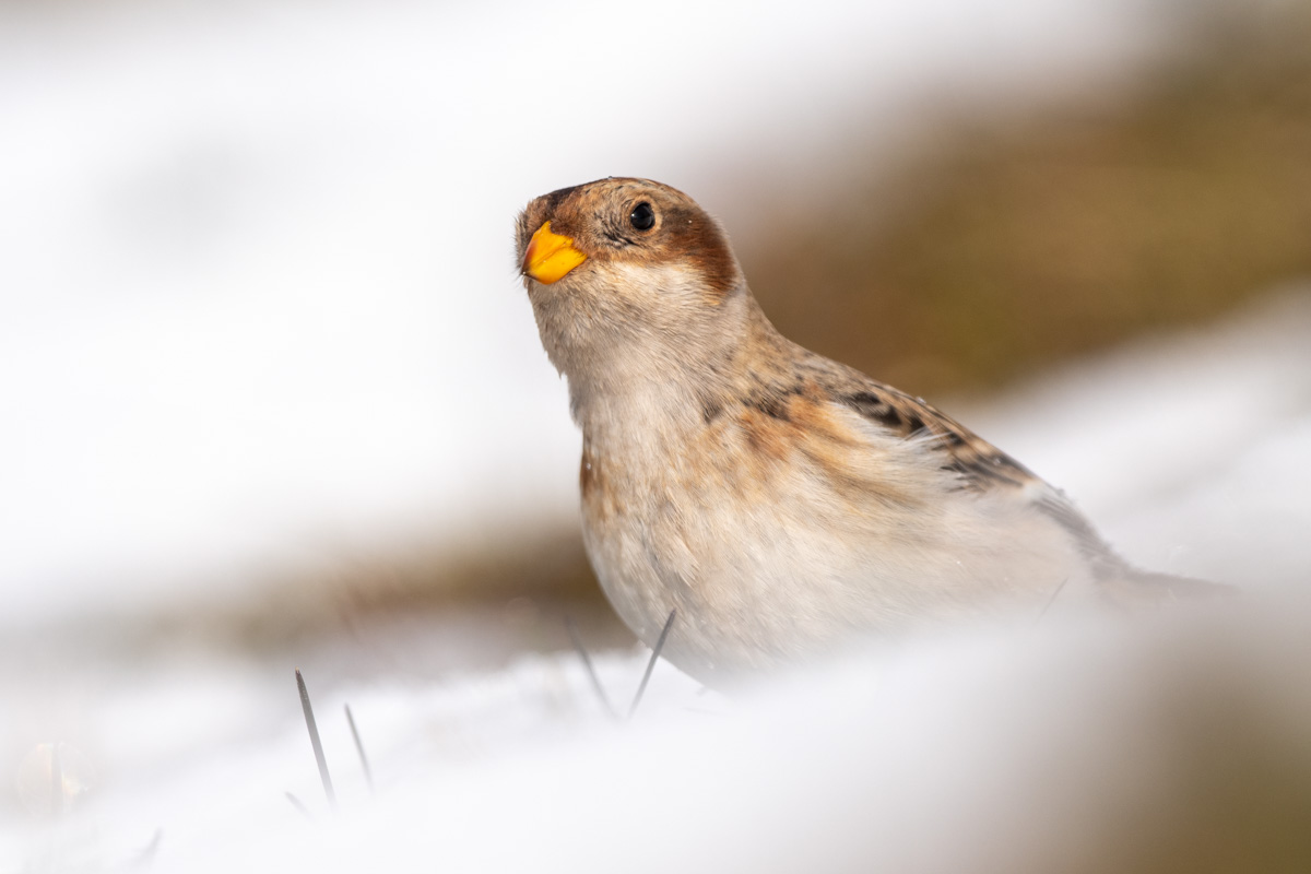 Snow Bunting