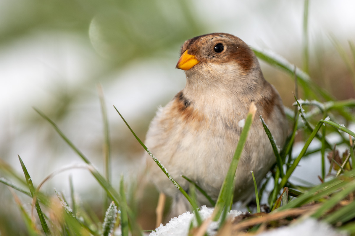 Snow Bunting