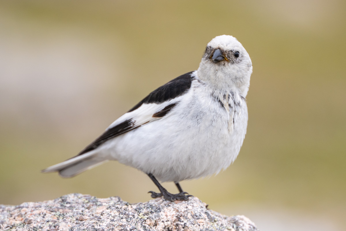 Snow Bunting