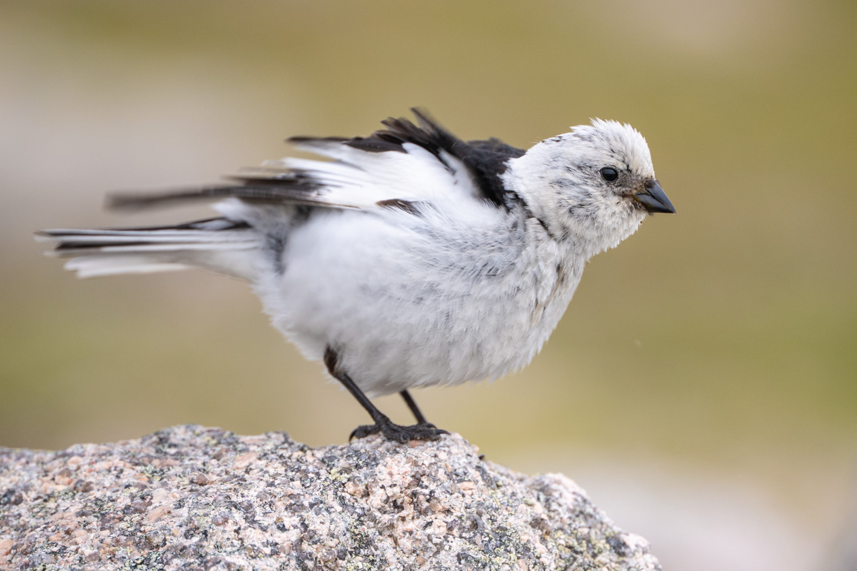 Snow Bunting