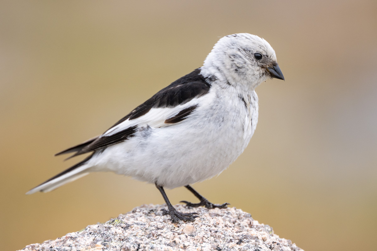 Snow Bunting