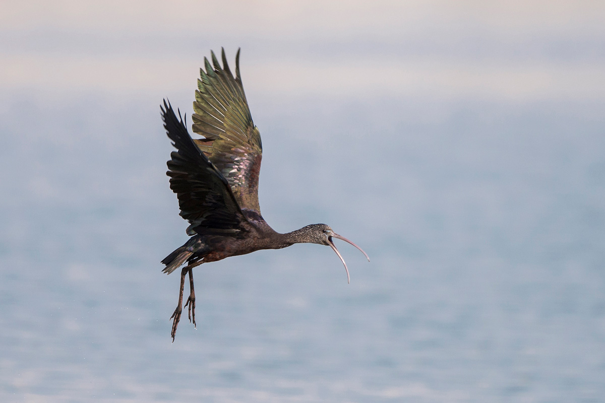 Glossy Ibis