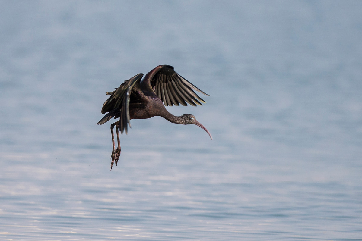 Glossy Ibis