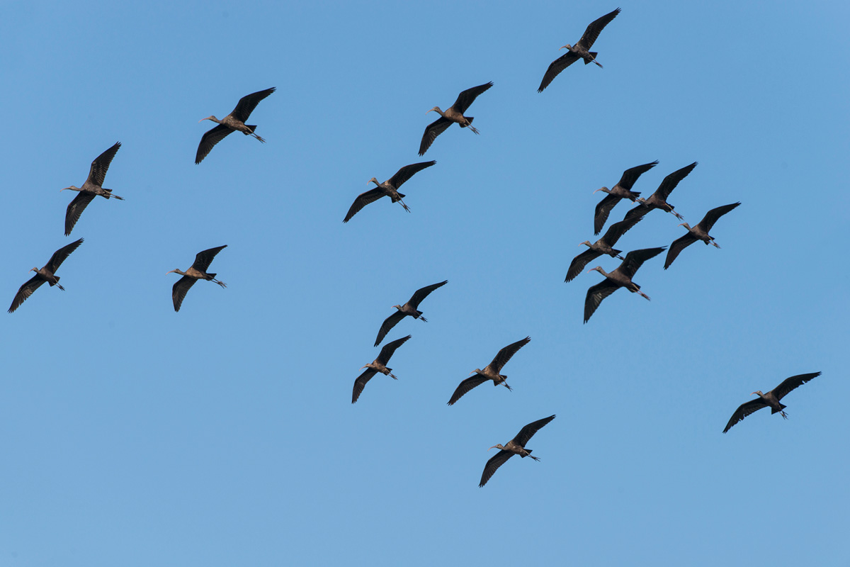 Glossy Ibis