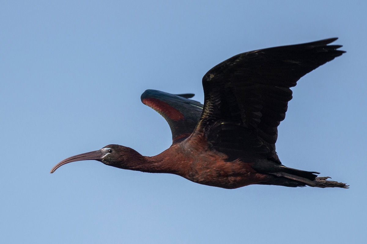 Glossy Ibis