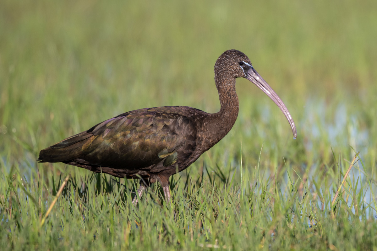 Glossy Ibis Glossy Ibis