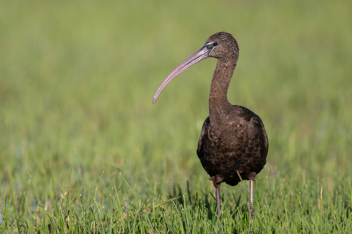 Glossy Ibis Glossy Ibis
