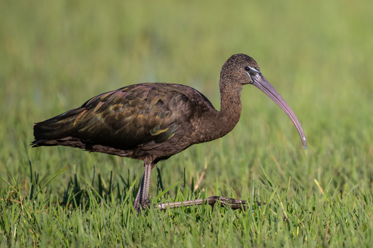 Glossy Ibis