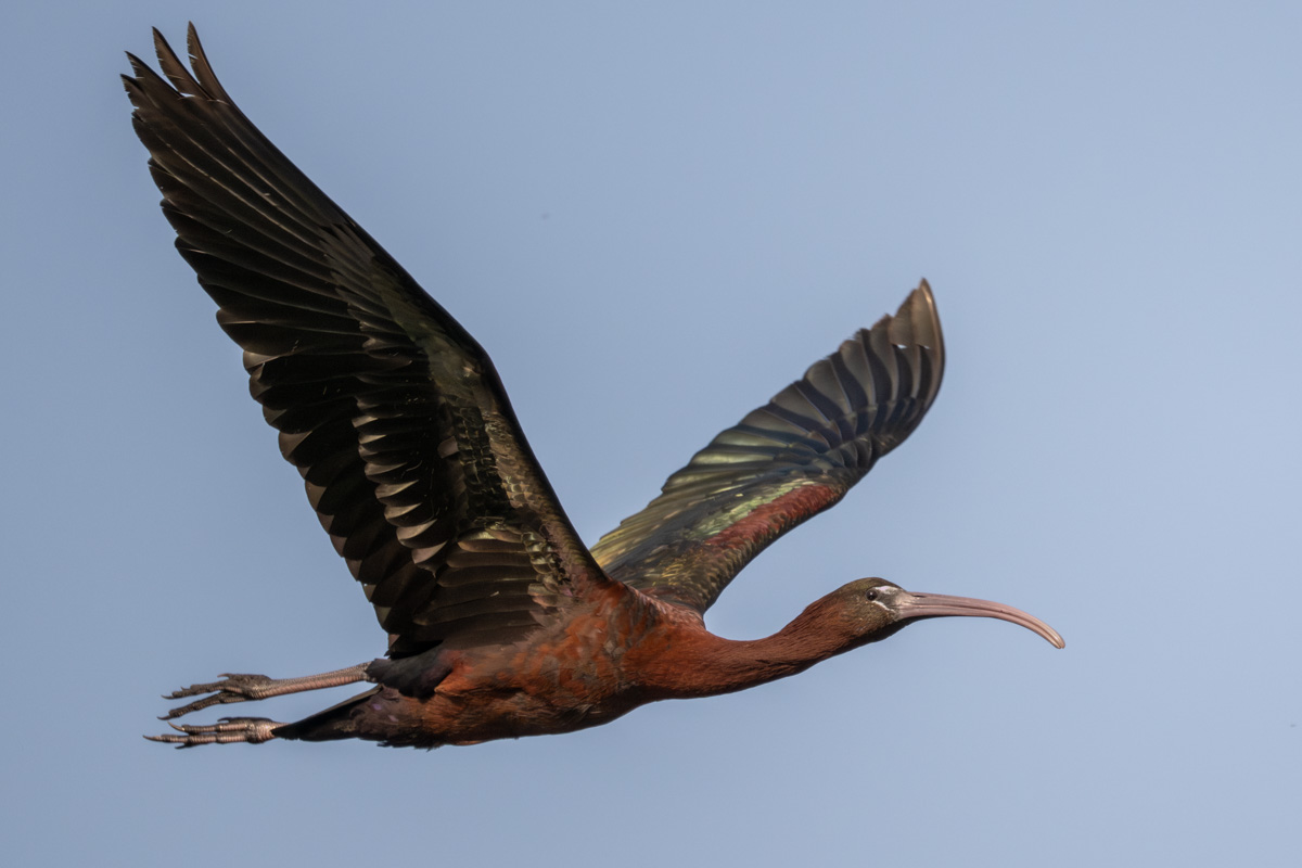 Glossy Ibis Glossy Ibis