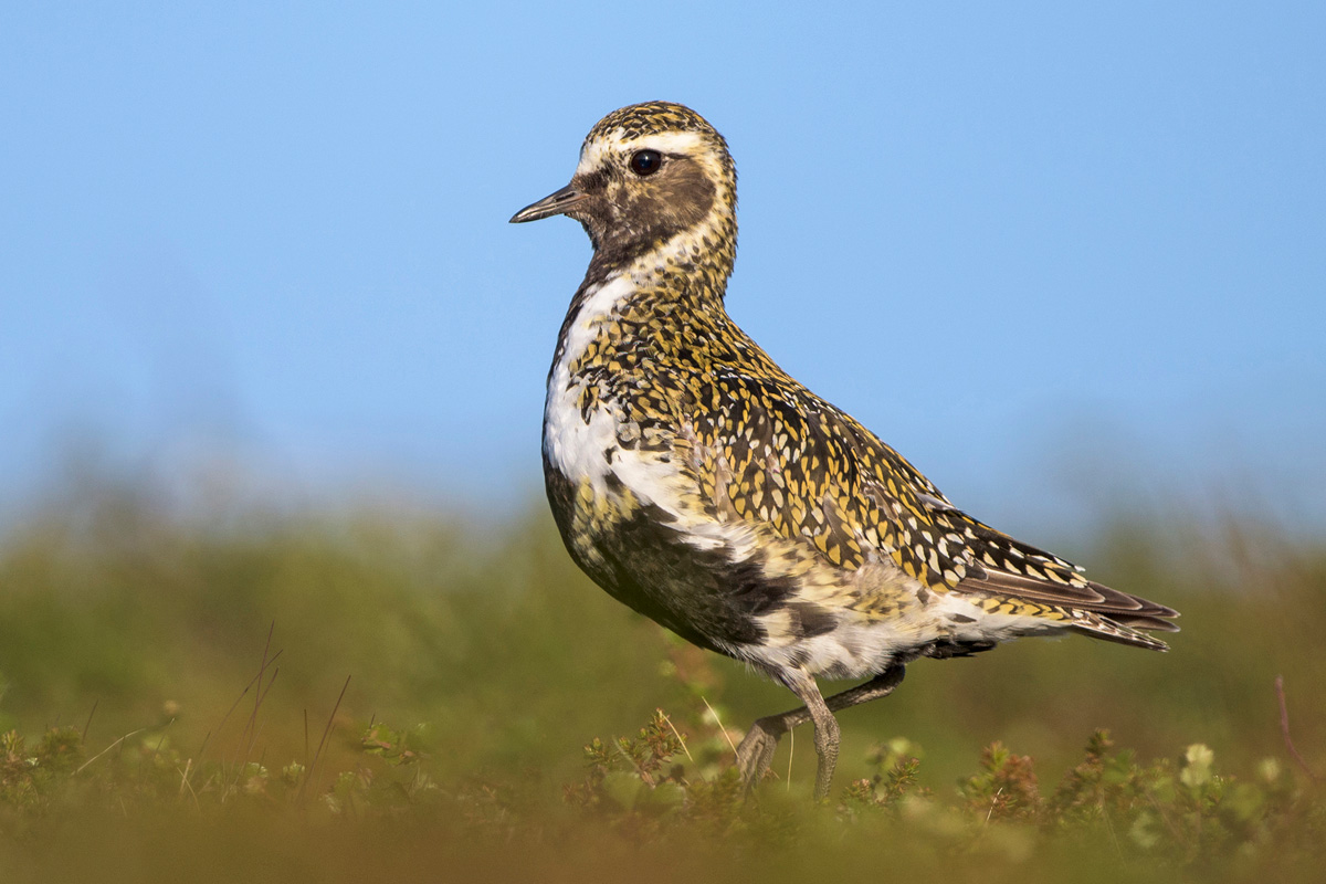 European Golden Plover