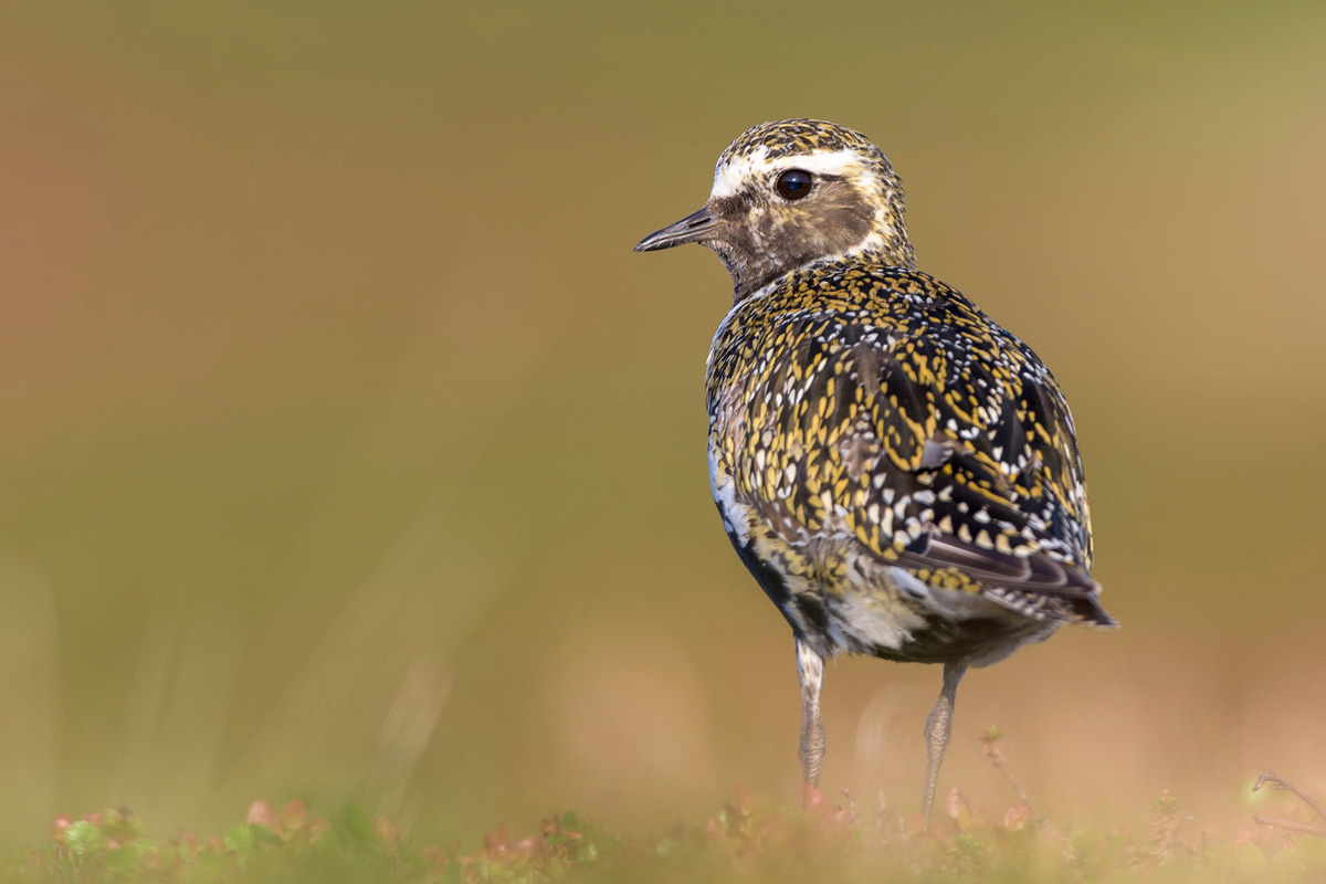 European Golden Plover