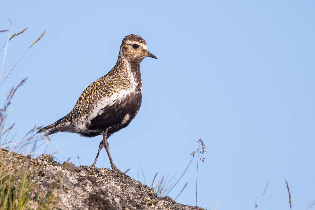 European Golden Plover