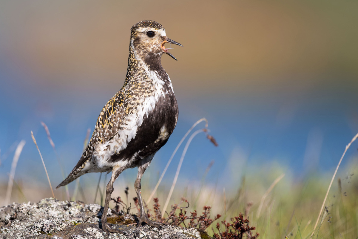 European Golden Plover