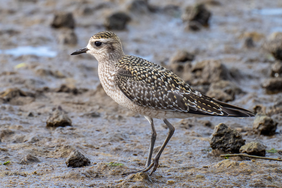 American Golden Plover