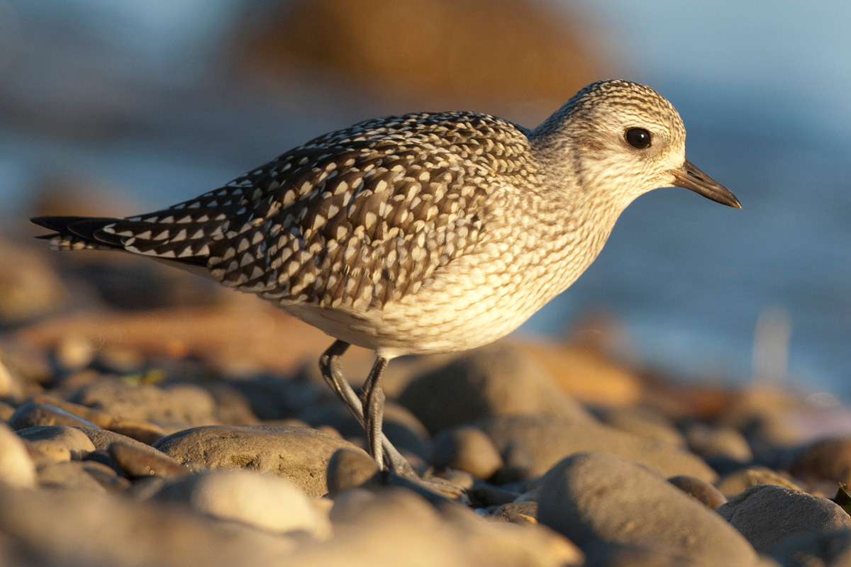 Grey Plover