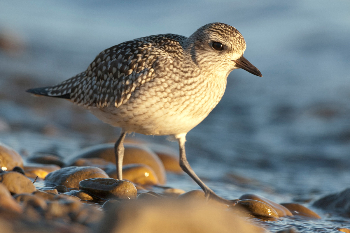 Grey Plover
