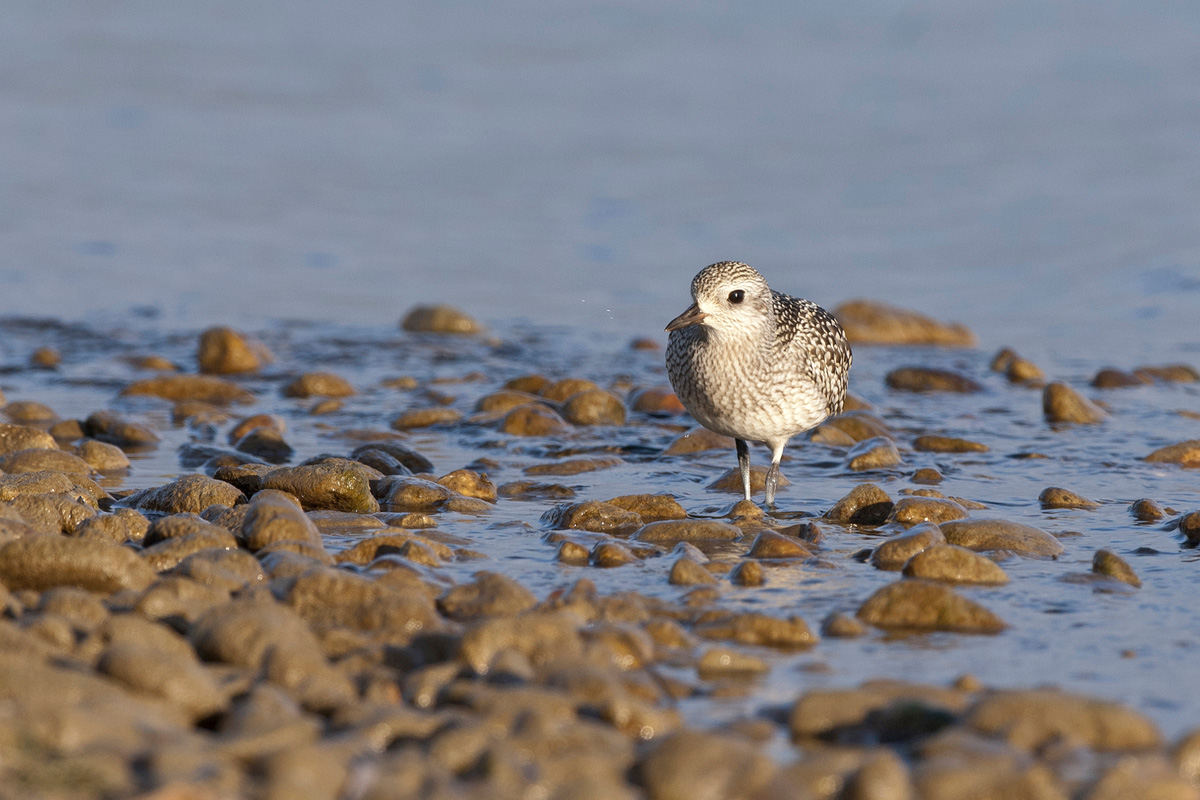 Grey Plover
