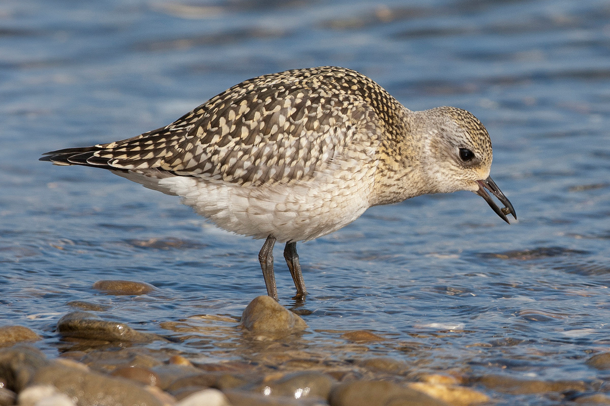 Grey Plover