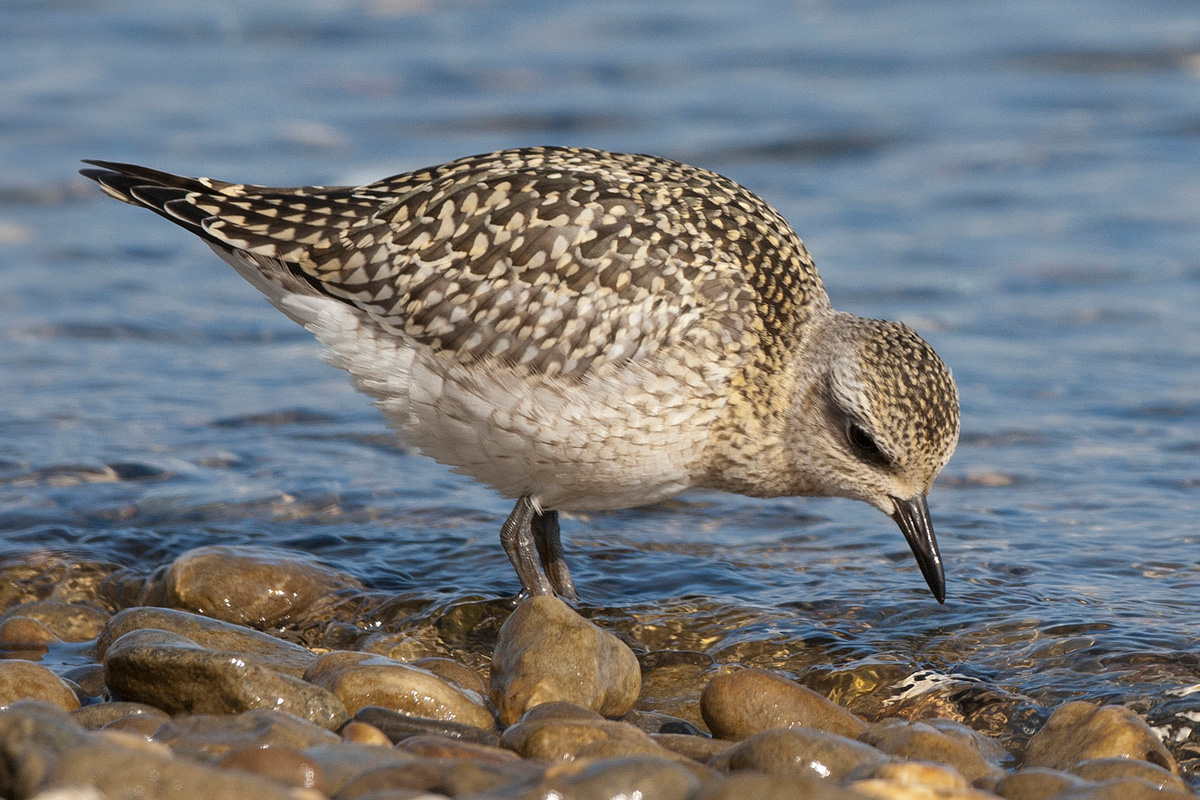 Grey Plover
