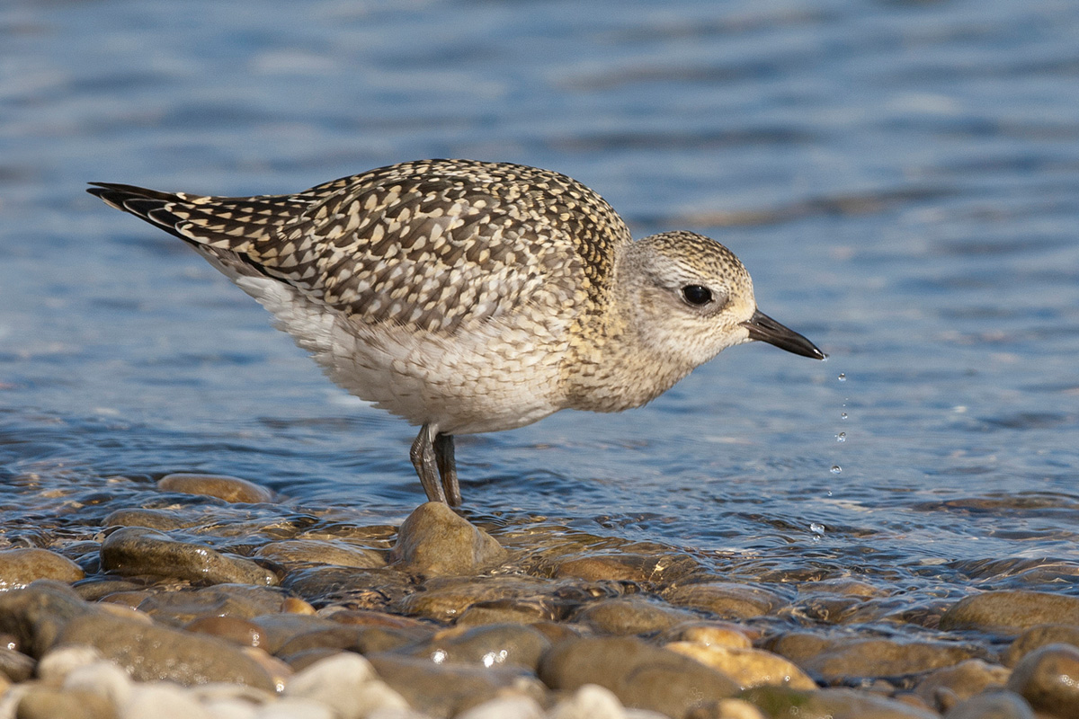 Grey Plover