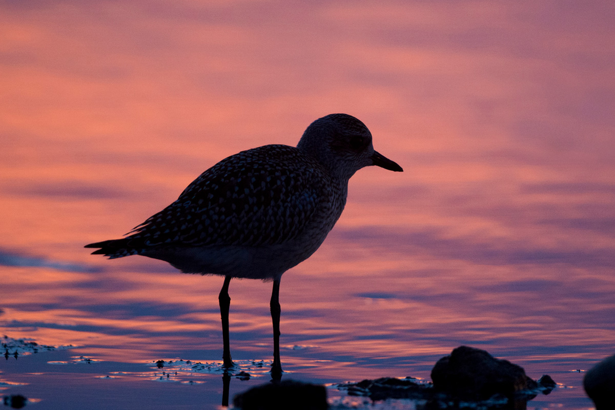 Grey Plover