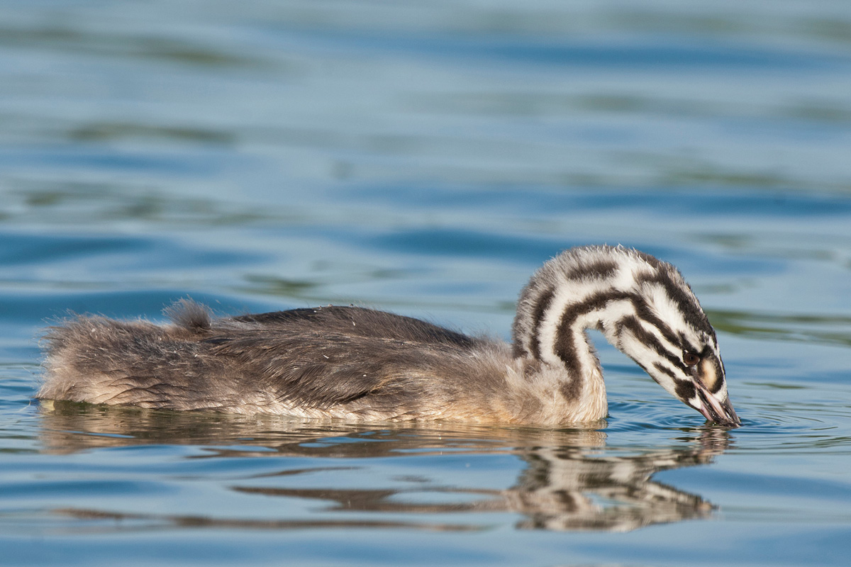 Great Crested Grebe