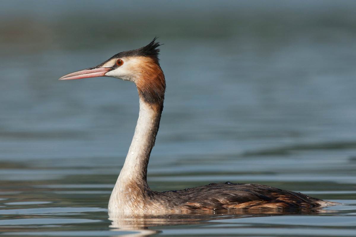 Great Crested Grebe