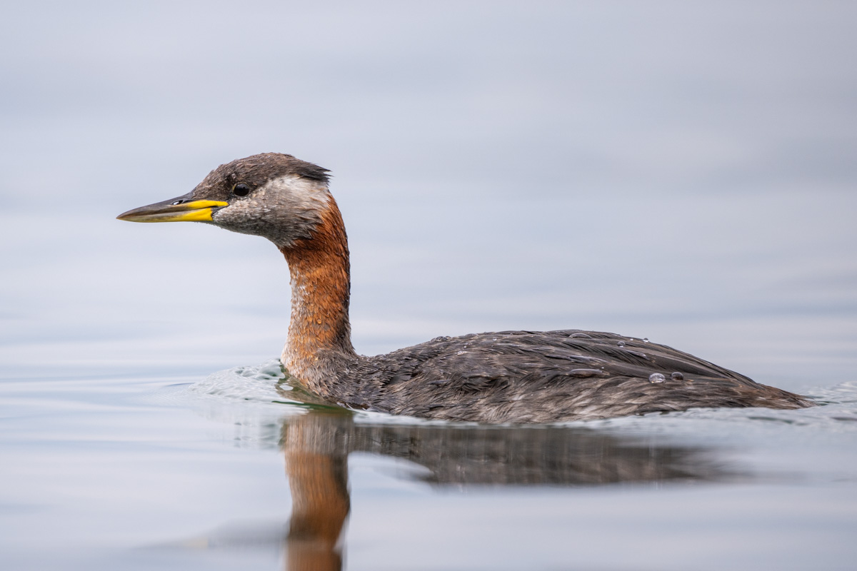 Red-necked Grebe