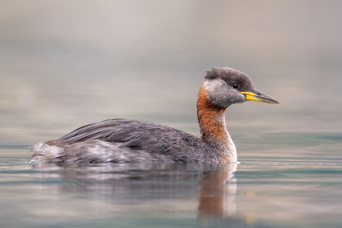 Red-necked Grebe