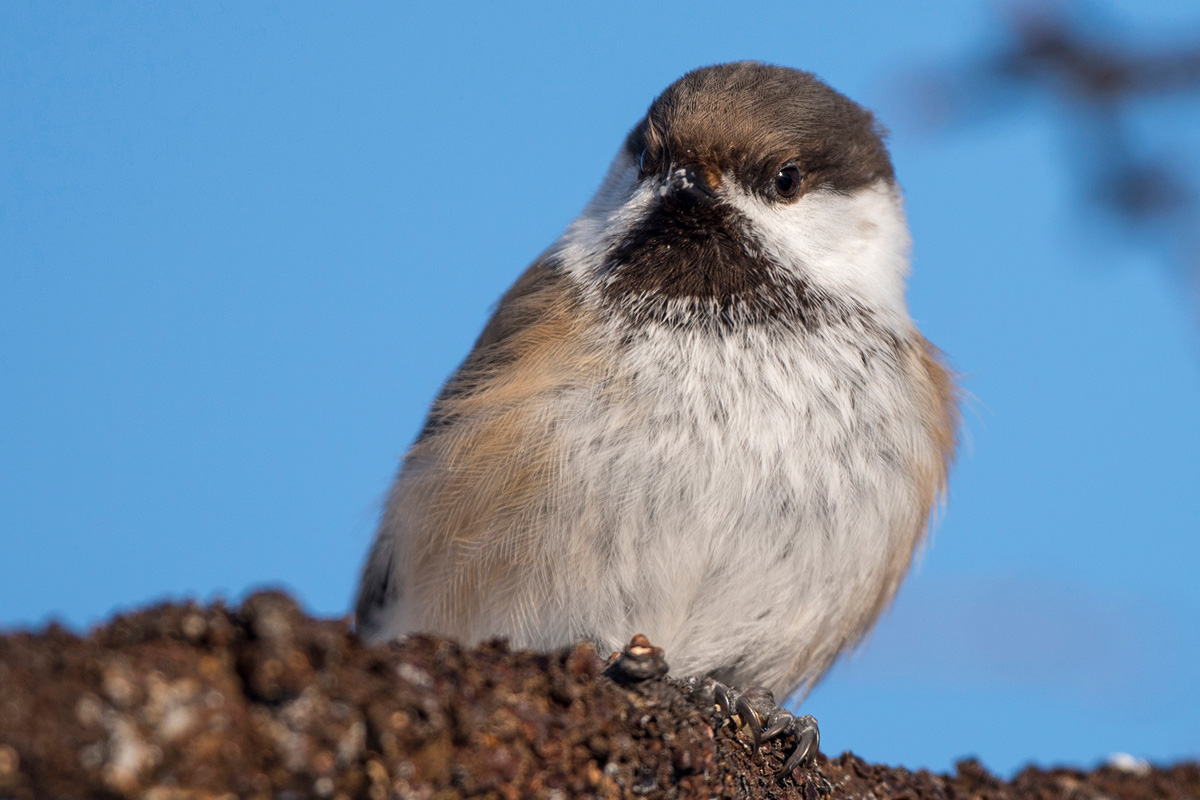 Siberian Tit