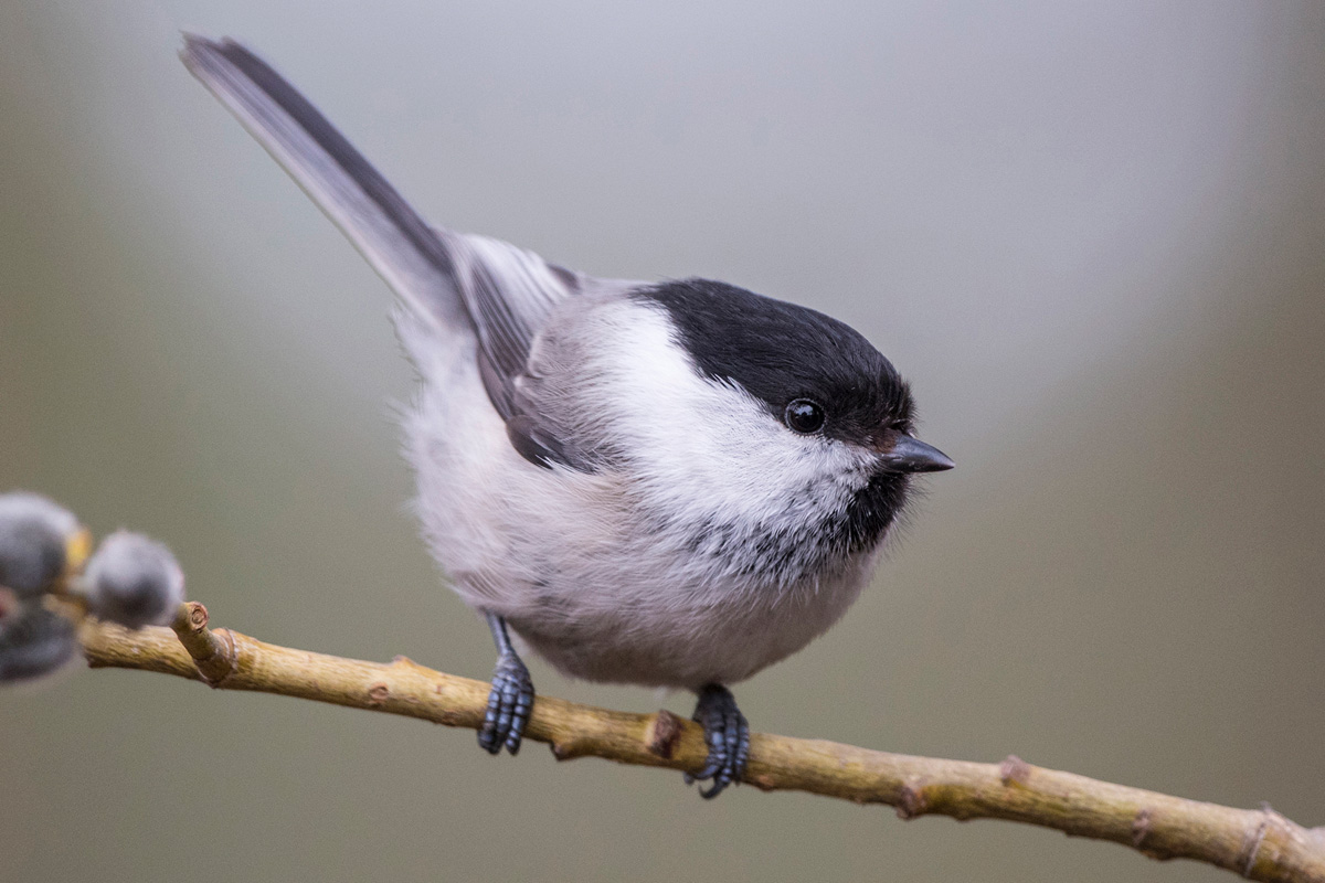 Willow Tit