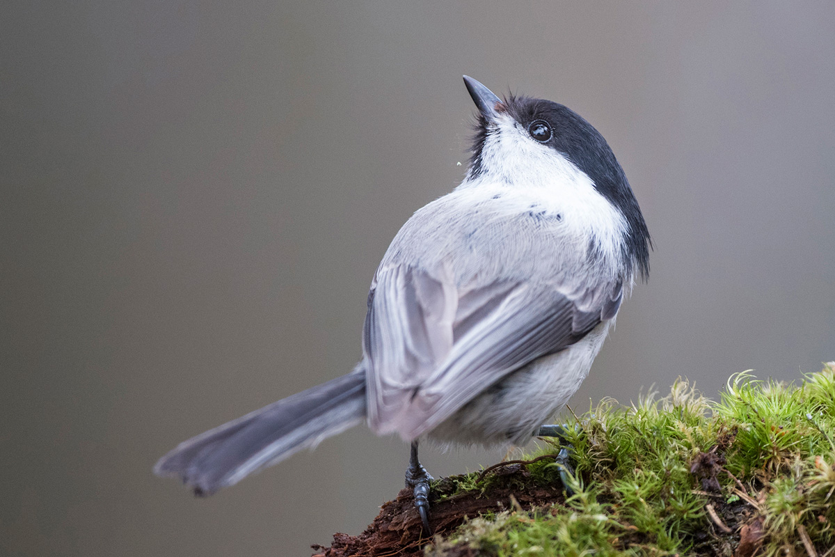 Willow Tit