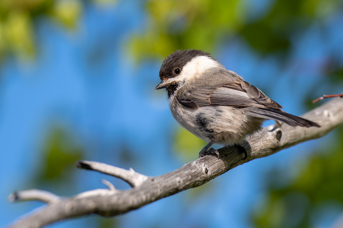 Willow Tit