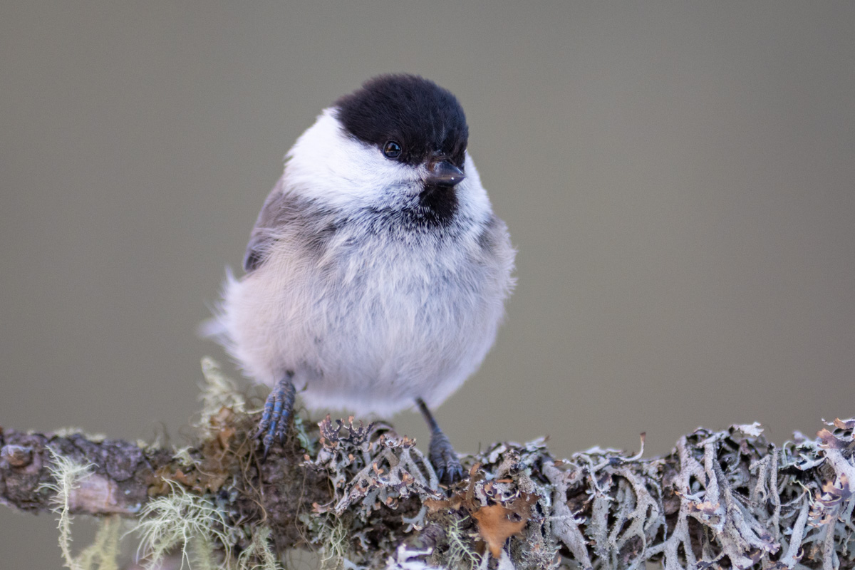 Willow Tit